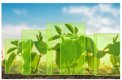 Corn Weed Detection